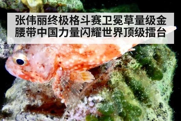 张伟丽终极格斗赛卫冕草量级金腰带中国力量闪耀世界顶级擂台